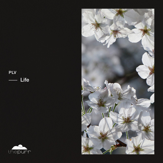 Paradise album art