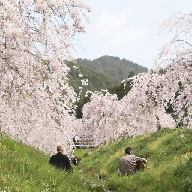 Oto no Za Spring / Keihoku Satoyama One Incense V cover art