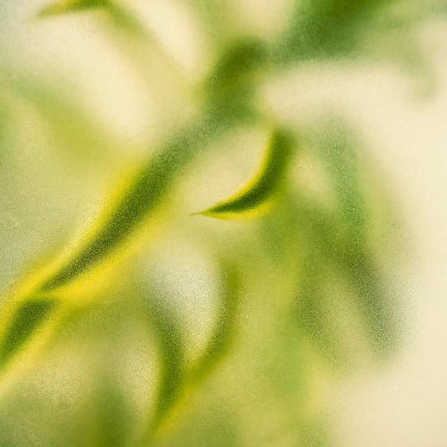 translucent