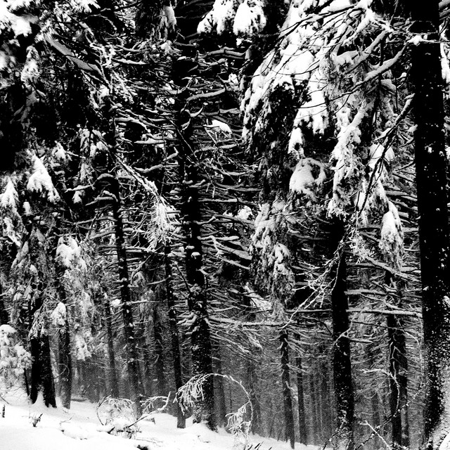 Abstrakter Wald (2012-2022) cover art