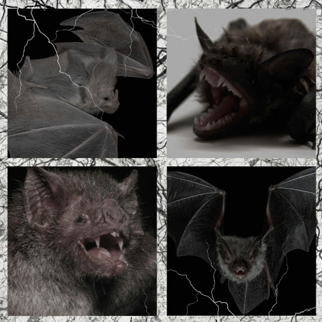Alternative cover art