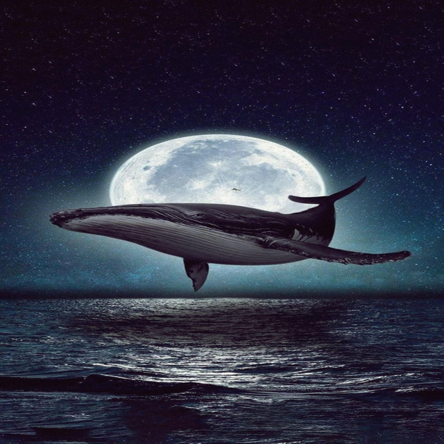 Meditações No Oceano Com Som De Baleias Para Dormir cover art