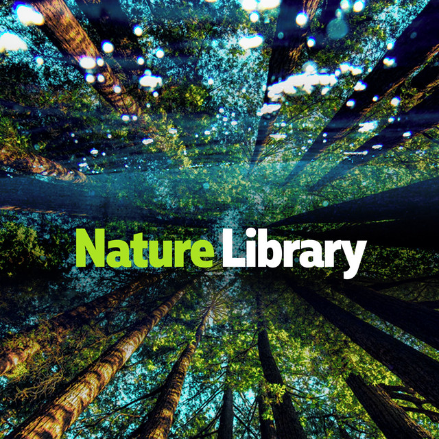Ancestral Forest - song and lyrics by Pro Sound Effects Library | Spotify