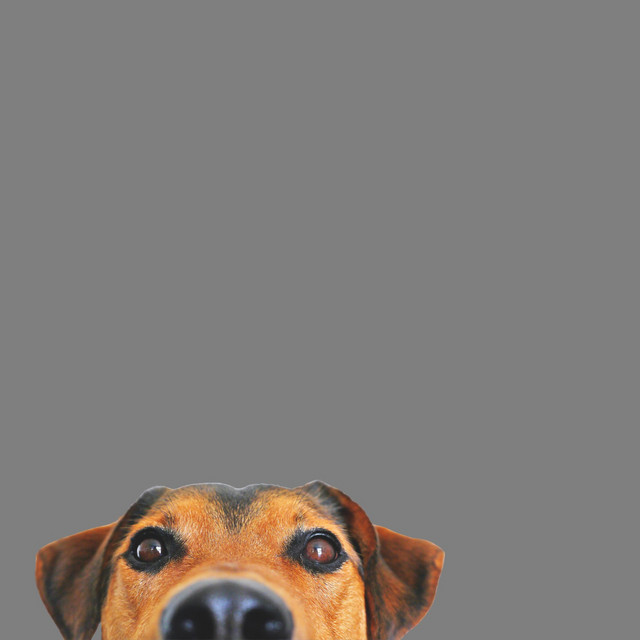 Musicas para Cachorros, Gatos, Cães, Vacas, Peixes e Animais cover art