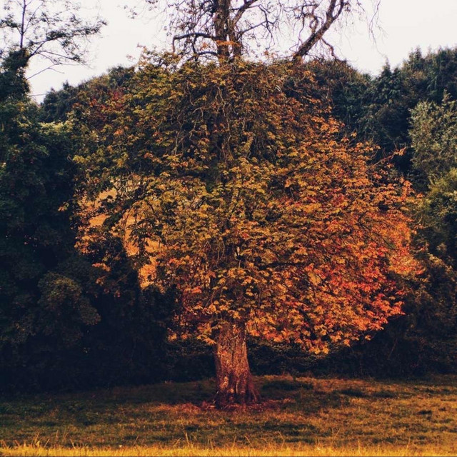 Anathema cover art