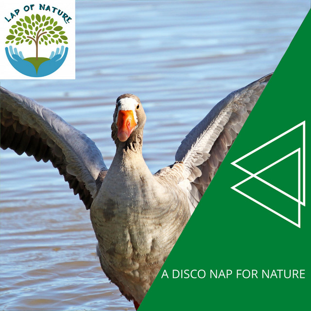 A Disco Nap for Nature cover art