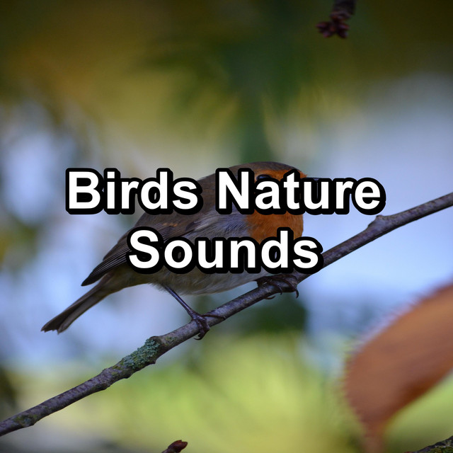 Birds Nature Sounds cover art