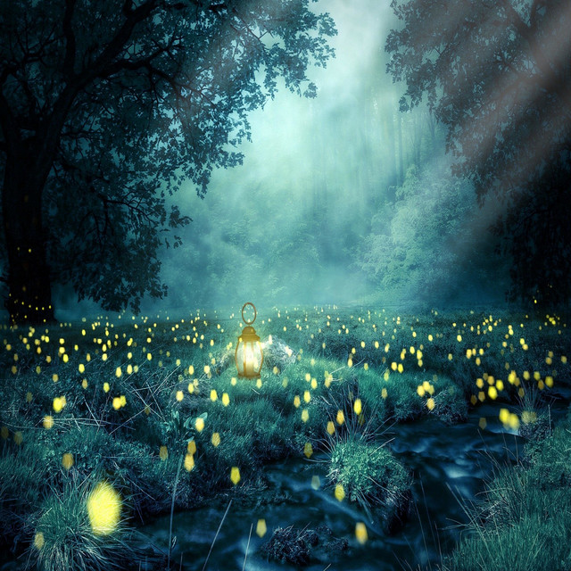 Morning in the Forest (Nature) cover art