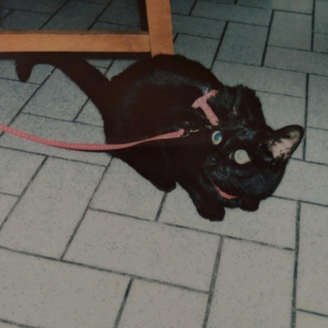 Cela