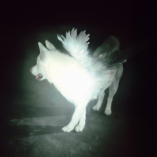Capa de Heart of Darkness - Fat Dog