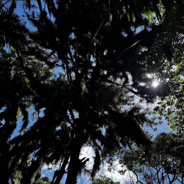 Pacífico cover art