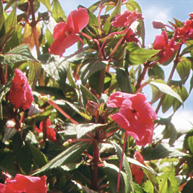 flowers cover art
