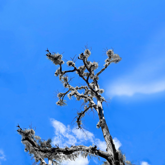 Trees I revisit artwork