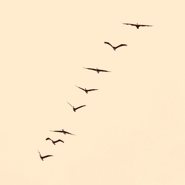 Flying High cover art