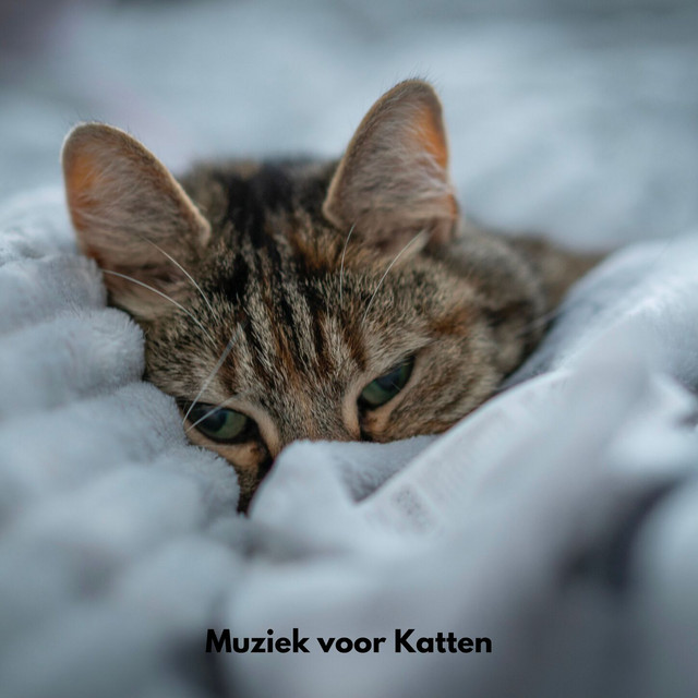 Muziek voor Katten Achtergrondmuziek