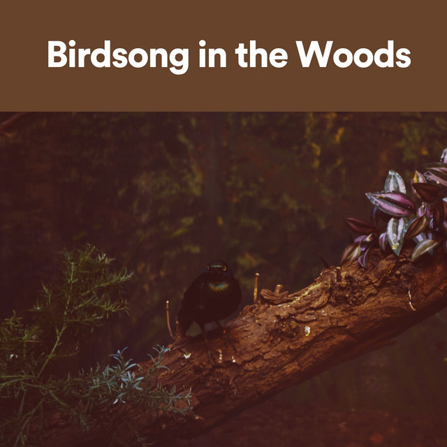 Birdsong in the Woods - Album by Swedish Forest Birds | Spotify