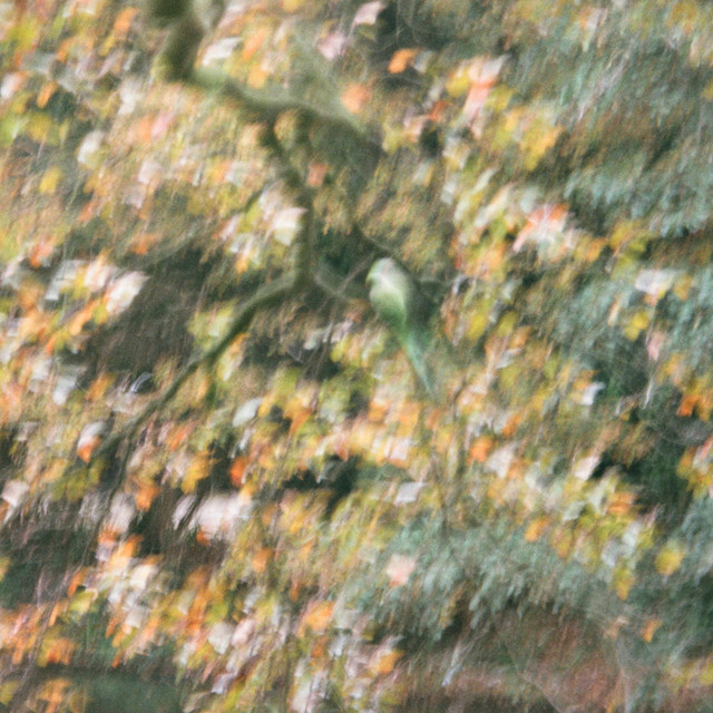 Rose Garden Strategy cover art