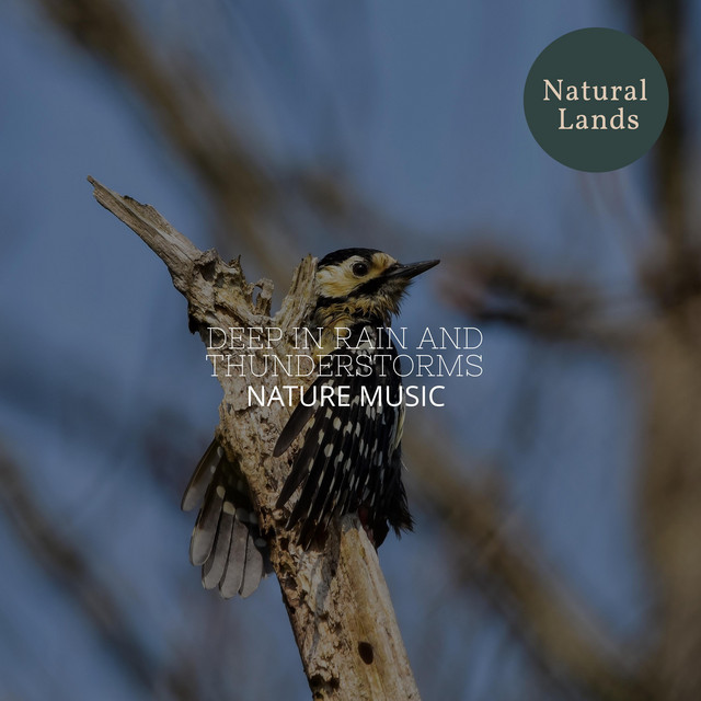 Original Bird Songs cover art