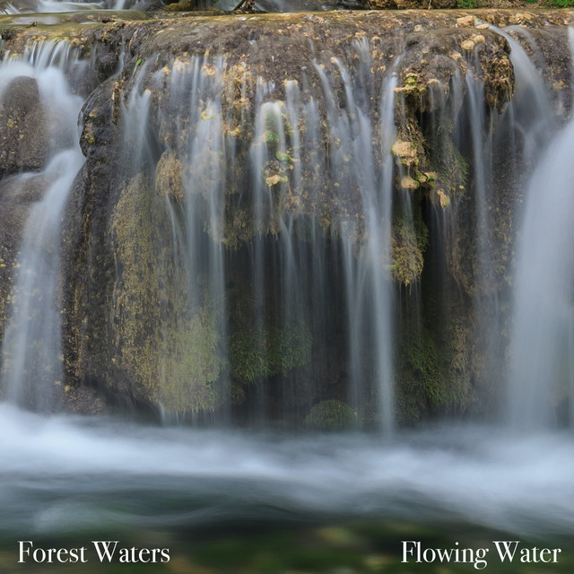 Forest Waters