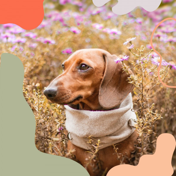 Understated Ambiance for Doggy Daycares cover art