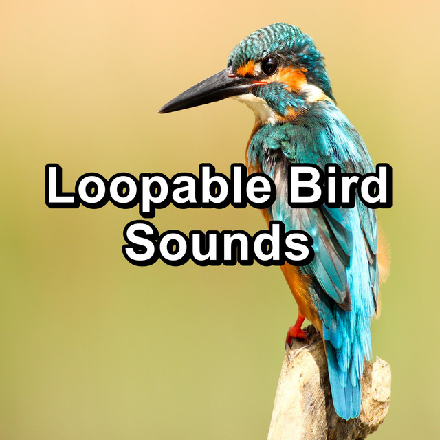 Birds cover art