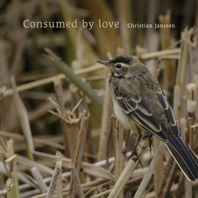 Consumed by love album image