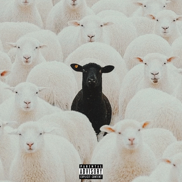 Black Sheep cover art
