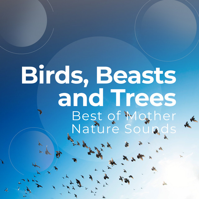 Calm Song Birds - song and lyrics by Best of Mother Nature Sounds | Spotify