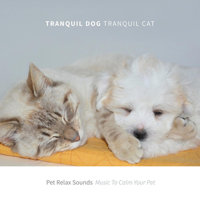 Tranquil Dog Tranquil Cat