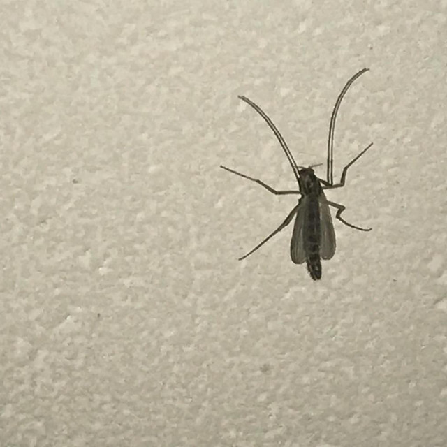 i found a cool bug today