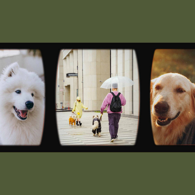 Music for Relaxing Your Dog cover art