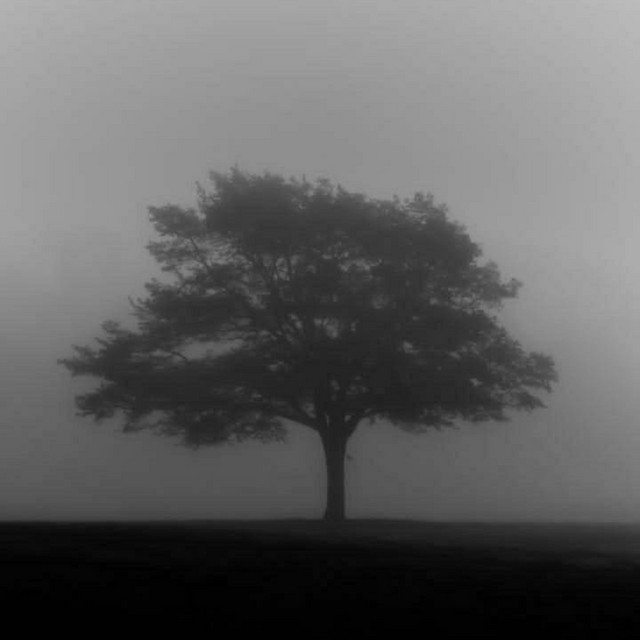 Poison Tree - Slowed + muffled - instrumental