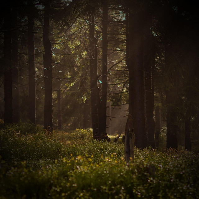 Crickets in Nature Sounds for Insomnia Relief and Good Sleep album image