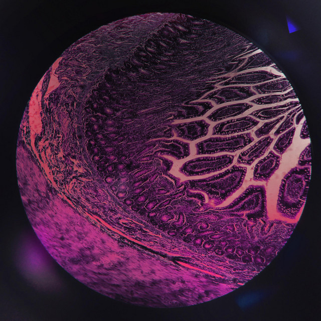 Magenta Gaze cover art