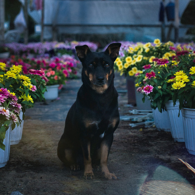 Guardian of the Flowers cover