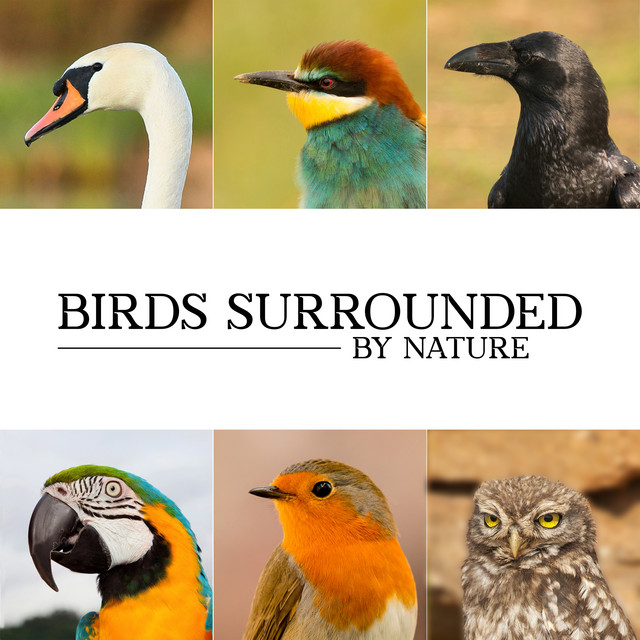Birds Surrounded by Nature cover art