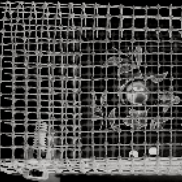 Death Wire (Vocal) - Steve Marsh Mix
