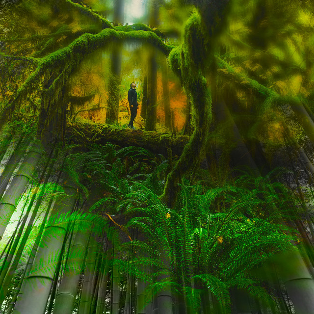 50 Assorted Rainforest Noises - Album by Rainforest | Spotify