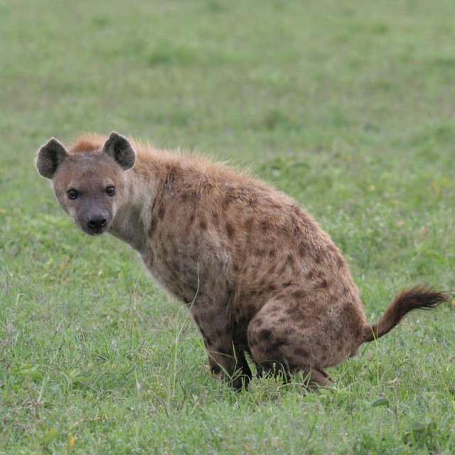 Hyena cover art