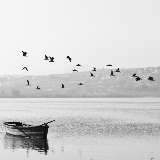 Bird Sound cover art
