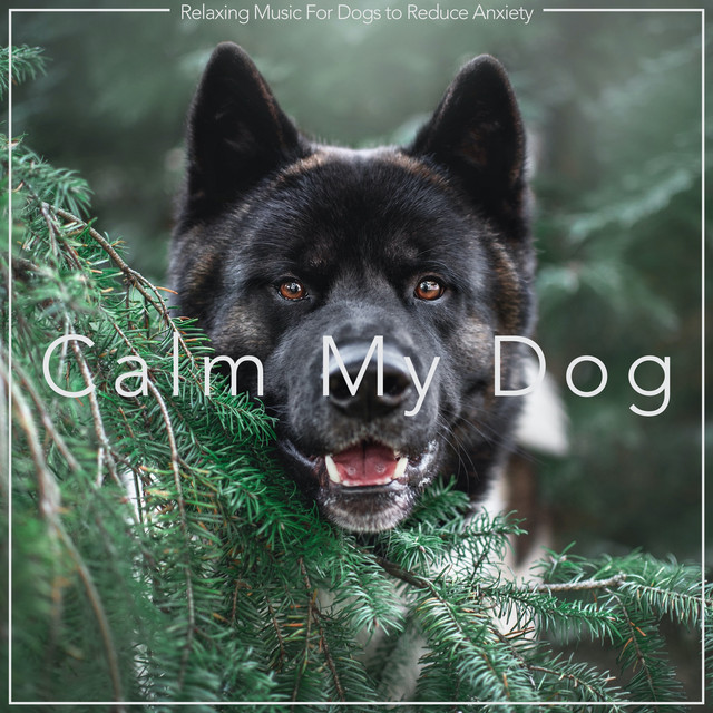 Calm My Dog: Relaxing Music For Dogs to Reduce Anxiety cover art
