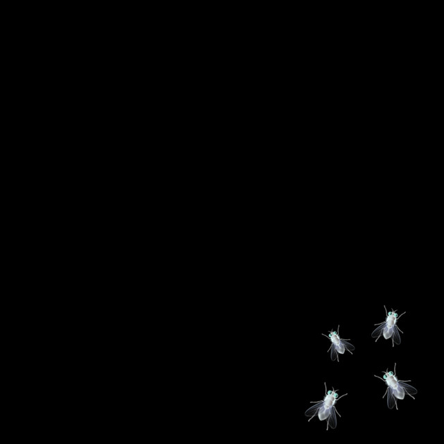 fly - jersey mix
