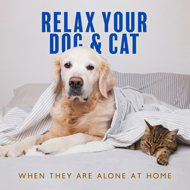 Relax Your Dog & Cat When They Are Alone at Home: Soft Melodies for Puppies & Kittens That Will Keep Them Company, Music for Dogs While You Are Out cover art