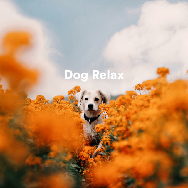 Dog Relax cover art