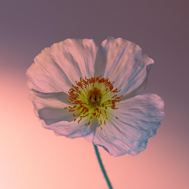 IV cover art