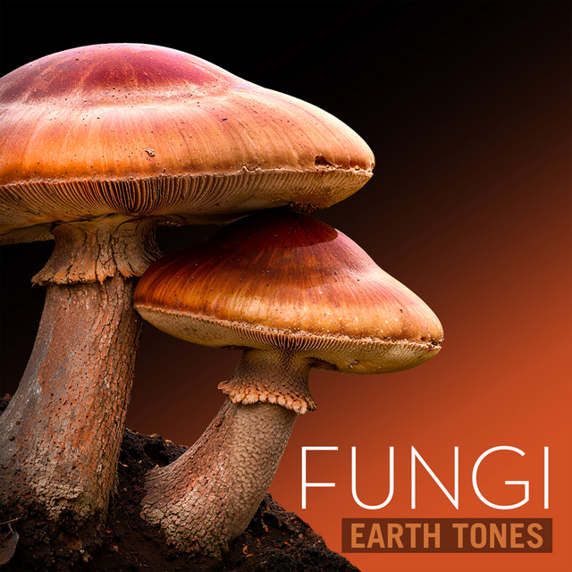Reach Me at Mycelium