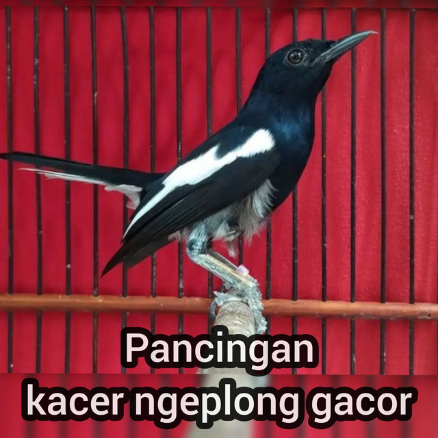 master kacer 87
