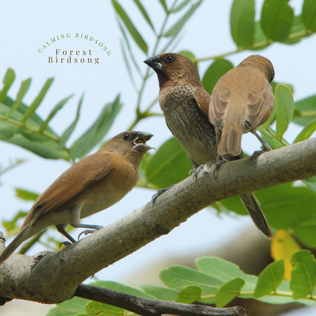 Calming Birdsong cover art