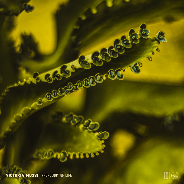 Phonology of Life cover art