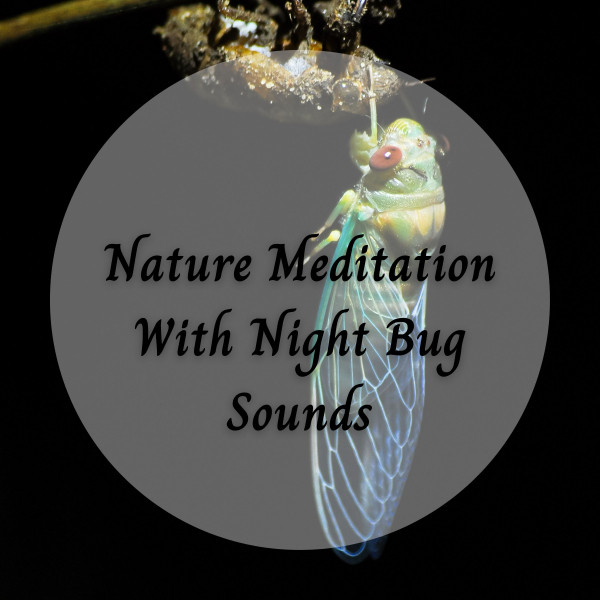 Nature Meditation With Night Bug Sounds - Album by Nature Sound Series ...